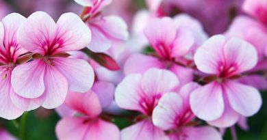 West Pennard Gardening Club