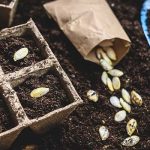 Free community seed swap