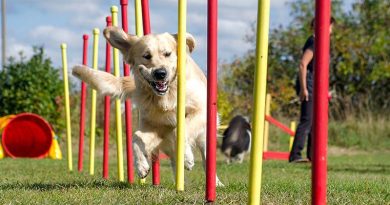 Open Day and Dog Show