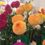 Street Chrysanthemum, Dahlia and Vegetable Society