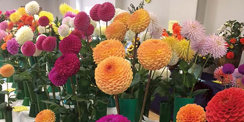 Street Chrysanthemum, Dahlia and Vegetable Society